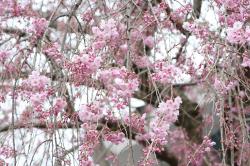 このシダレ桜はピンクです