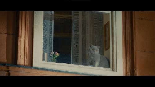 CM「窓と猫の物語」カット