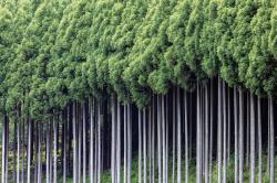 森林は日本の資源