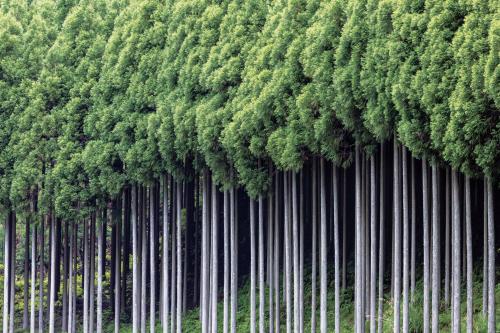 日本の森林